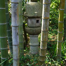 Bambus/Hase-dera