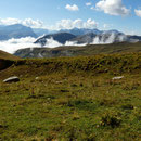 Alp Nursin 