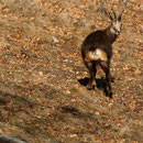 Camoscio all'Alpe Trevino