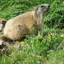 Le marmotte ci hanno fatto compagnie per tutta la giornata