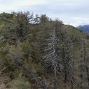 Pizzo di Corgella