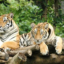 Im Tiger-Kingdom kann man den Tigern hautnah zuschauen beim spielen, baden usw. 
