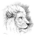 Les Big Five - Lion - Crayon noir sur papier - 30 x 30 cm - 2014<br><br>Illustration . animalier . animal