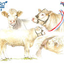 Diplôme concours vache race Charolaise - Eurogénétique 2013 - Encre couleur et crayon noir sur papier - 50 x 40 cm<br><br>Illustration . dessin . animalier . animal