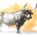 Cornes d'aurochs - Technique mixte sur papier - 70 x 50 cm - 2016<br><br>Illustration . dessin . animalier . animal . taureau 