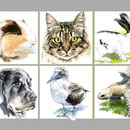 Carte vétérinaire - Encre couleur et crayon noir sur papier - 30 x 20 cm - 2014<br><br>Illustration . dessin . animalier . animal . chat . chien . hamster . tortue . lapin . fou à pieds bleus