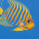 Poisson Ange - Acrylique sur bois - Polyptique - 50 x 50 cm <br><br>Peinture . peintre animalier . artiste peintre . peinture animalière . animal . peinture bicolore