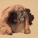 Orang outan - Technique mixte sur papier pastel couleur - 50 x 70 cm - 2020<br><br>Peinture . peintre animalier . artiste peintre . peinture animalière . animal . singe . primate
