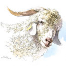 Chèvre angora - Élevage "Ferme sous les Hyez" Cornimont -  Encre couleur et crayon noir sur papier - 30 x 20 cm - 2017<br><br>Illustration . dessin . animalier . animal