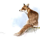 Renard assis - Encre couleur crayon noir sur papier - 30 x 40 cm - 2020<br><br>Illustration . dessin . animalier . animal . faune sauvage