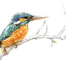 Martin pêcheur - Encre couleur et crayon noir sur papier - 24 x 17 cm - 2011<br><br>Illustration . dessin . animalier . animal