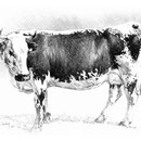 Sans titre - Crayon noir sur papier 50 x 40 cm - 2013<br><br>Peinture vache . dessin vache . vache vosgienne . toile . peinture animalière . peintre animalier . race vosgienne