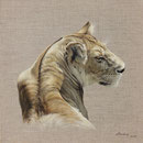 Maïra - Acrylique sur toile écrue - 40 x 50 cm - 2021<br><br>Peinture . peintre animalier . artiste peintre . peinture animalière . animal . lionne . félin