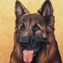 Hrourk- Acrylique sur toile - 50 x 60 cm - 2021<br><br>Peinture . peintre animalier . artiste peintre . peinture animalière . animal . chien