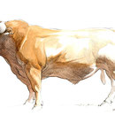 Taureau Limousin - Encre couleur et crayon noir sur papier - 30 x 20 cm - 2010<br><br>Illustration . dessin . animalier . animal
