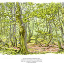 Devinette - Illustration pour carnet et panneaux sentier pédagogique - Conservatoire des Sites Lorrains - Réserve du Tanet/Gazon du Faing - 2010<br><br>Illustration . dessin naturaliste . peinture . forêt . animaux caché