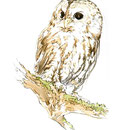 Chouette hulotte - Encre couleur et crayon noir sur papier -15 x 21 cm - 2012<br><br>Illustration . dessin . animalier . animal