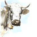 Sans titre - Crayon noir sur papier 30 x 40 cm - 2016<br><br> dessin vache . vache vosgienne . dessin animalier . peintre animalier . race vosgienne