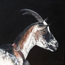 Chèvre Lorraine - Acrylique sur toile - 60 x 60 cm - 2021<br><br>Peinture . peintre animalier . artiste peintre . peinture animalière . animal .