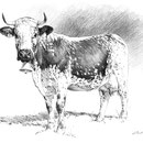Sans titre - Crayon noir sur papier 40 x 30 cm - 2019<br><br> dessin vache . vache vosgienne . dessin animalier . peintre animalier . race vosgienne