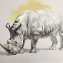 Rhino - Technique mixte sur papier couleur - 50 x 70 cm - 2019<br><br>Peinture . peintre animalier . artiste peintre . peinture animalière . animal . rhinocéros