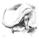 Les Big Five - Buffle - Crayon noir sur papier - 30 x 30 cm - 2014<br><br>Illustration . animalier . animal