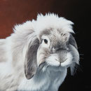 Bella - Acrylique sur toile - 46 x 38 cm - 2022<br><br>Peinture . peintre animalier . artiste peintre . peinture animalière . animal . lapin bélier