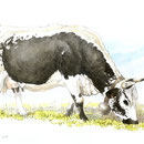 Vosgienne pâturage I - Encre couleur réhaussée de crayon noir sur papier - 24 x 18 cm - 2013<br><br>Peinture vache . dessin vache . vache vosgienne . toile . peinture animalière . peintre animalier . race vosgienne