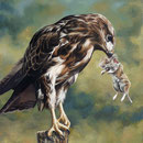 Buse variable et campagnole - Acrylique sur toile - 38 x 55 cm - 1994<br><br>Peinture . peintre animalier . artiste peintre . peinture animalière . animal . rapace