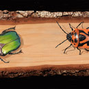 Insectes - Acrylique sur bois - 2022<br><br>Peinture . peintre animalier . artiste peintre . peinture animalière . animal . insecte . trompe l'oeil animaux