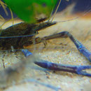 und Größen - Macrobrachium