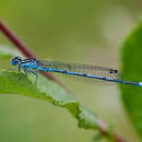 Azurjungfern, hier eine Hufeisen-Azurjungfer, kommen in vielen Arten in Europa vor. Foto: L.B. Tettenborn/Wikimedia Commons