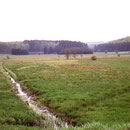 Dieses Bild zeigt den Sangweiher in seinem viele Jahrzente lang entwässerten Zustand.