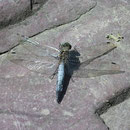 Der große Blaupfeil, hier ein Männchen, sonnt sich gerne auf steinigem Untergrund. Foto: Hardcoreraveman/Wikimedia Commons