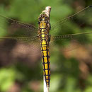 Das Weibchen des großen Blaupfeils ist ganz anders gefärbt. Foto: Michael Apel/Wikimedia Commons