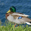 Unsere häufigste Ente, die Stockente, brütet ebenfalls am Sangweiher. Foto: Friedrich Böhringer/Wikimedia Commons