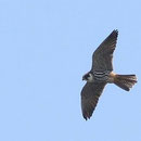 Der Baumfalke nistet in den angrenzenden Wäldern und macht Jagd auf die zahlreichen Libellen des Sangweihers sowie auf Kleinvögel. Foto: Artur Mikolajewski/Wikimedia Commons