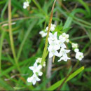 Das Moor-Labkraut ist ein typischer Besiedler der Flachmoore. Foto: Kristian Peters/Wikimedia Commons