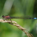 Der deutsche Name der Pechlibelle, hier ein Weibchen, geht auf die pechschwarze Farbe ihres Hinterleibs zurück. Foto: böhringer friedrich/Wikimedia Commons