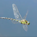 Kaum vorstellbar, aber dennoch wahr, dass der Baumfalke solche Flugkünstler wie die blaugrüne Mosaikjungfer im Flug erbeutet. Foto: Thomas Bresson/Wikimedia Commons
