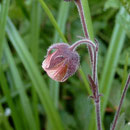 Hier die nickende Blüte der Bachnelkenwurz.