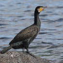 Der Kormoran nistet nicht am Sangweiher, kommt aber zum Fischfang hierher.