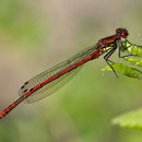Die frühe Adonislibelle ist eine der ersten Libellen, die man am Sangweiher beobachten kann. Foto: Quartl/Wikimedia Commons