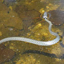 Das große Amphibienvorkommen am Sangweiher lockt auch deren Fressfeinde, hier eine Ringelnatter, an. Foto: Böhringer Friedrich/Wikimedia Commons