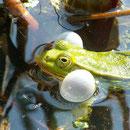 Mit ihren doppelseitigen Schallblasen sorgen Wasserfrösche für ein ordentliches Froschkonzert. Foto: Viridiflavus/Wikimedia Commons