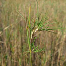 Das Sumpf-Straußgras kann dichte Bestände entwickeln. Foto: Kristian Peters/Wikimedia Commons
