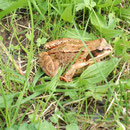 Der Sangweiher mit seinen vielen Insekten und den umgebenden Feuchtwiesen bietet auch Grasfröschen gute Lebensbedingungen.