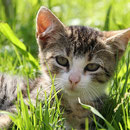 Eine der Katzen