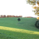 Auf unserem Feld der "Eck" , immer schön für ein tolles Fotomotiv