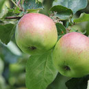 Äpfel